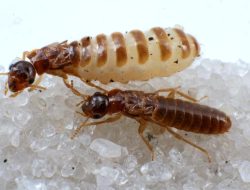 termite treatment gilbert az Protect Your Home Today