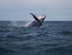 Heritage Key Villas Reviews Discover Luxury Living