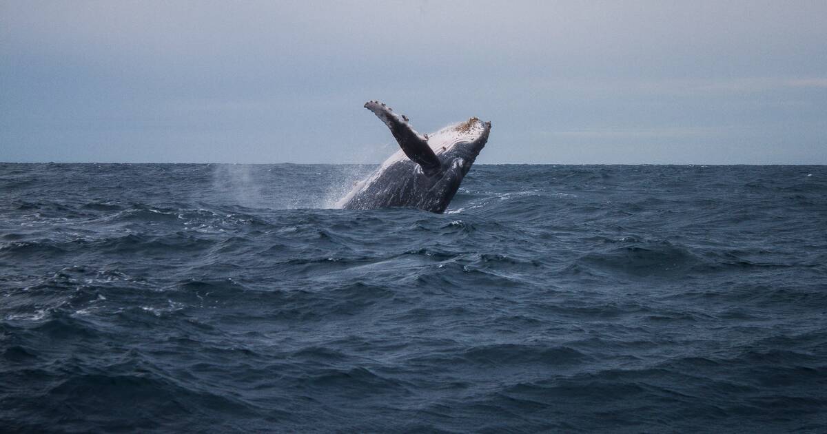 UNESCO World Heritage Centre - #MyOceanPledge